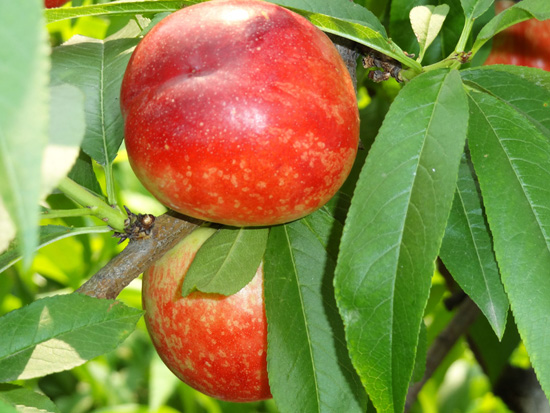 生態(tài)油桃