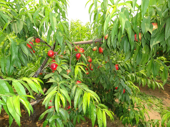 生態(tài)油桃